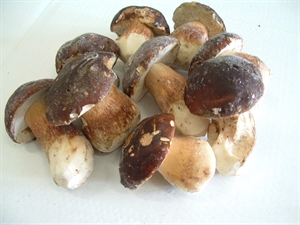 FUNGHI PORCINI CONGELATI INTERI KG.1 SALPA